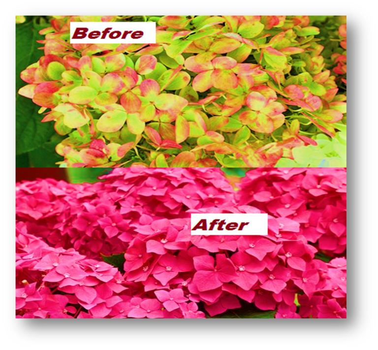 Pink Hydrangea Turning Green