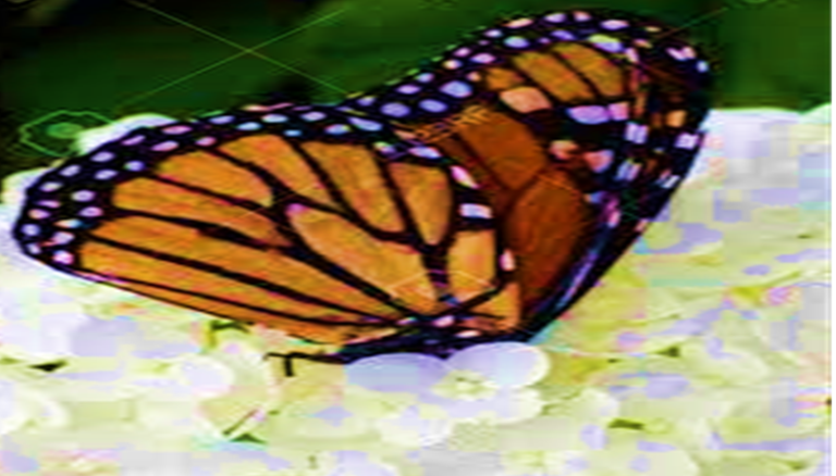 Why Do Hydrangeas Attract Butterflies?