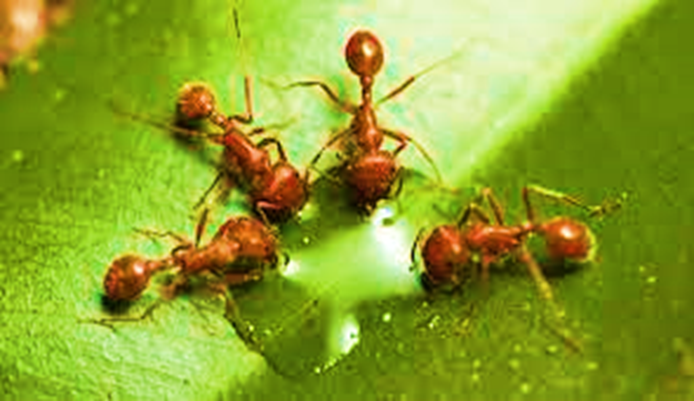 Why do Hydrangeas Attract Ants