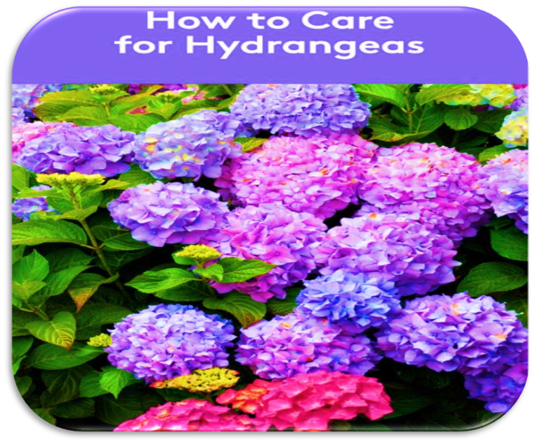 How to Grow and Care for Hydrangeas, Must-Have Summer Beauties for Every Gardener’s Collection