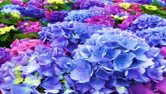 How to Turn Hydrangeas Blue: A Beginner’s Guide. Simple Steps