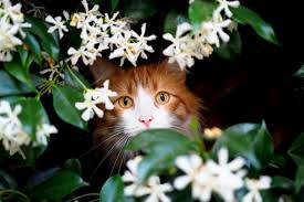 About Hydrangeas Poisoning Cats Everything You Need to Know