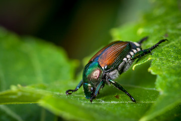 Japanese Beetles (Popillia japonica)