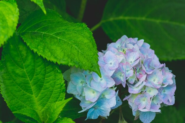 What’s Eating Hydrangea Leaves: A Gardener’s Guide