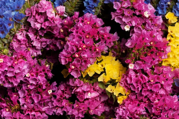 Hydrangea Varieties and Their Color Preferences