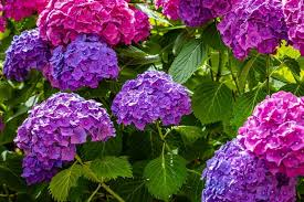 Pruning Techniques for Purple and Blue Hydrangeas