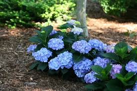 Cultivation Tips for Purple and Blue Hydrangeas