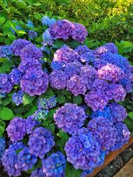 Types of Purple and Blue Hydrangeas