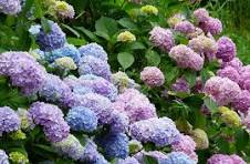 The Allure of Purple and Blue Hydrangeas